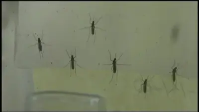 Natick High School postpones first football game due to West Nile Virus concerns