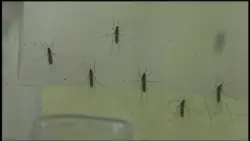 Natick High School postpones first football game due to West Nile Virus concerns