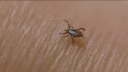 Invasive, disease-carrying tick found in Maine, the farthest northeast it has been spotted